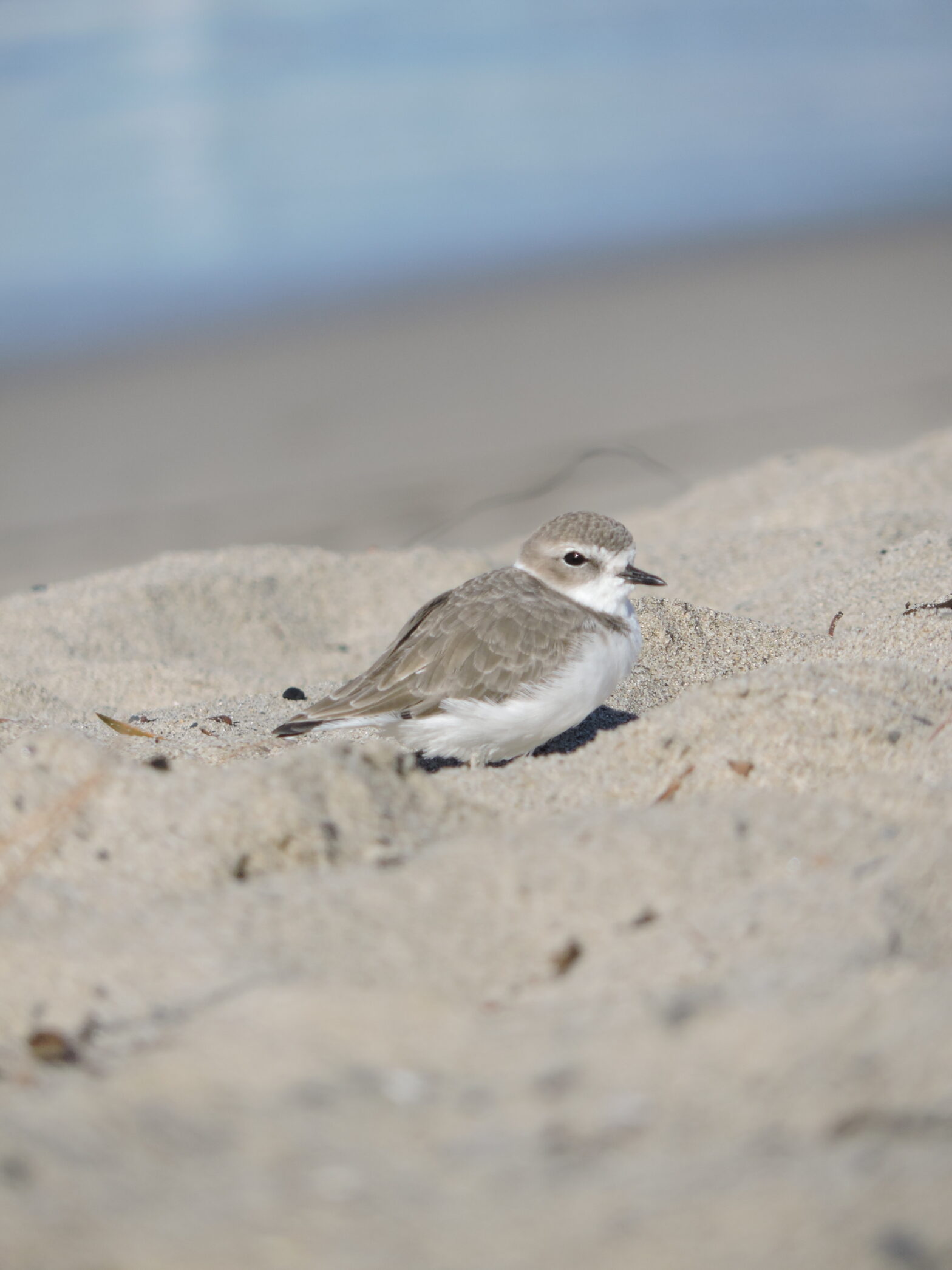 Western Snowy Plower at Santa Monica Beach