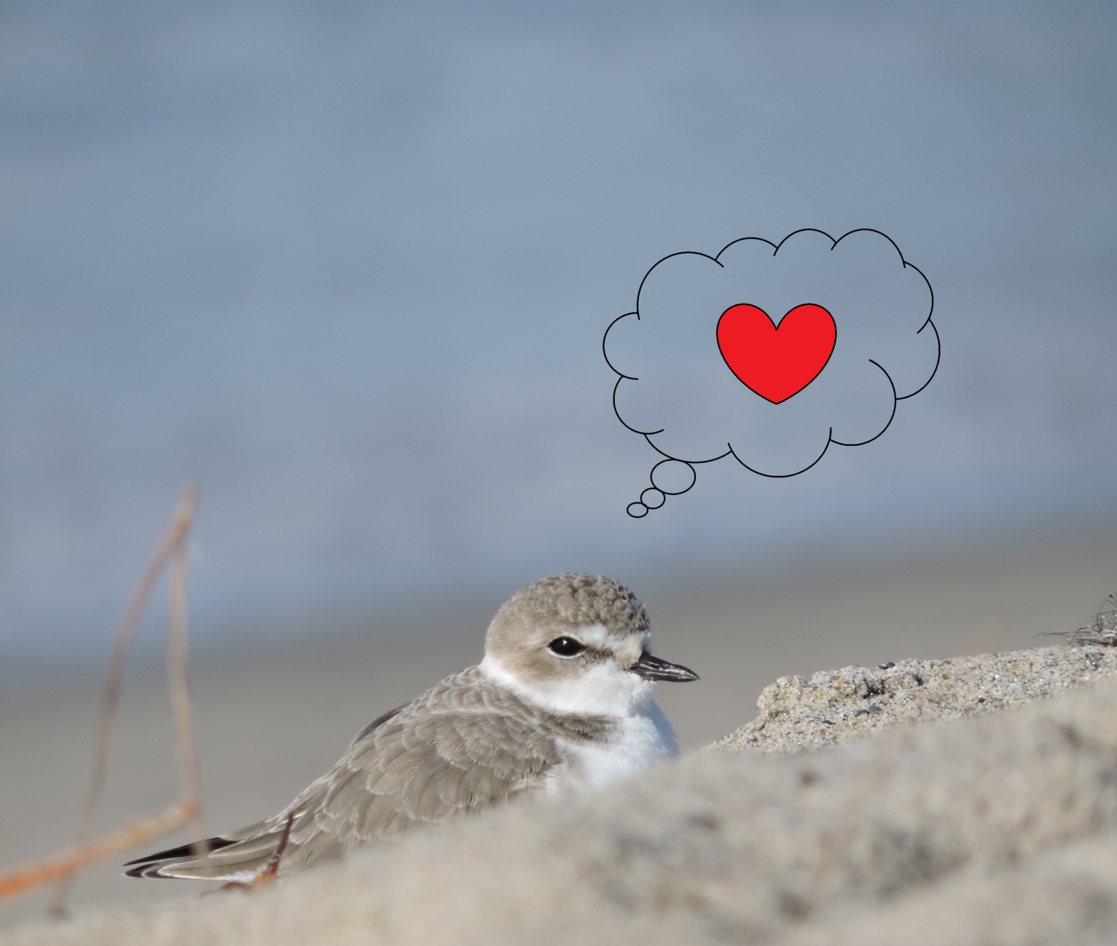 Snowy plover with heart