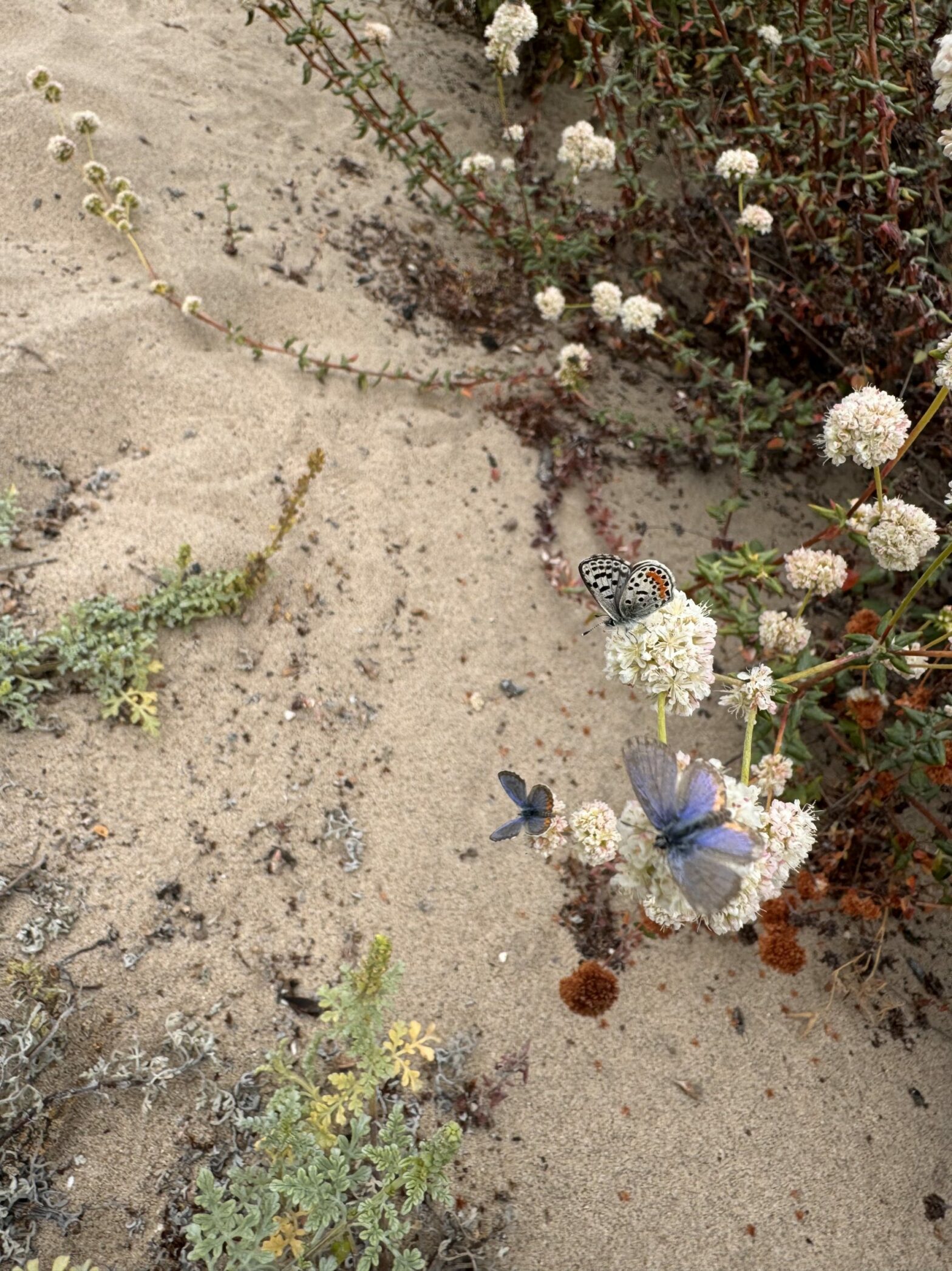 Beach and El Segundo blue butterfly