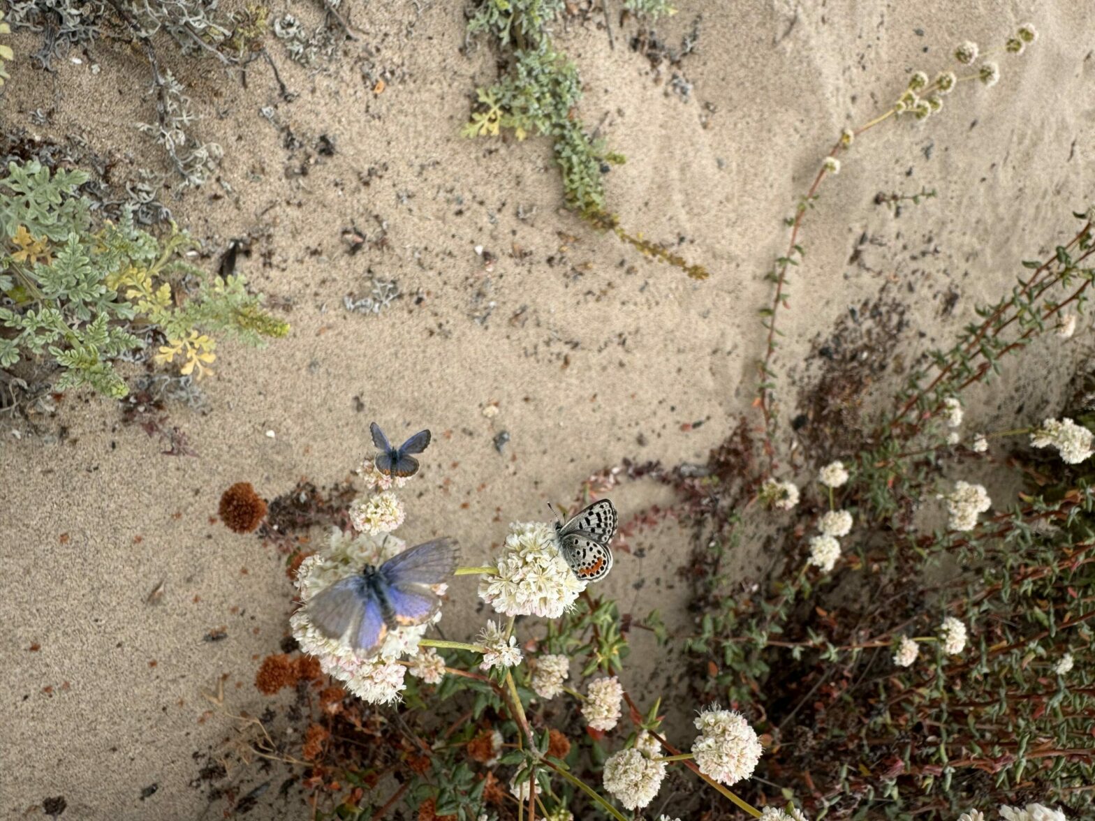 Beach and El Segundo blue butterfly