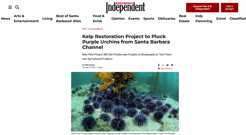 SB Independent article screenshot displaying image of purple sea urchins