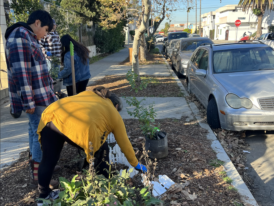 Volunteers planting fruit trees in the schools neighboring parkway