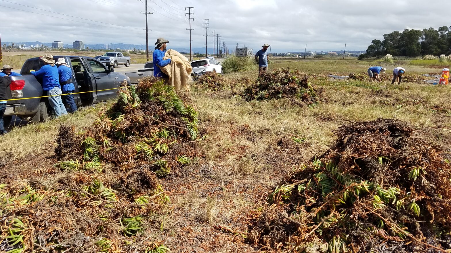 Mounds of iceplant being removed from Ballona south of Culver Blvd (13 Sept 2016)