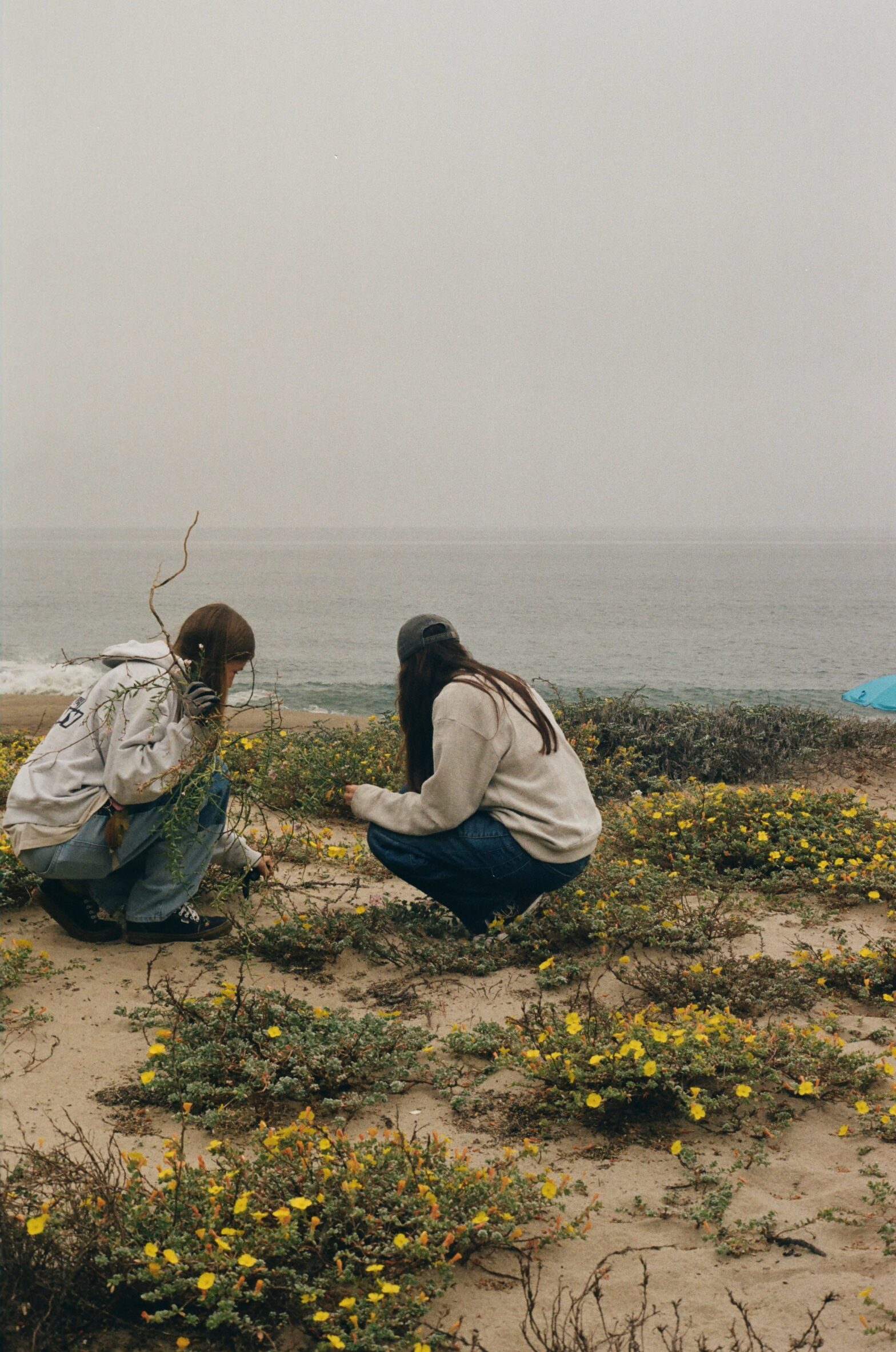 Pt. Dume Malibu dune restoration weeding at LA Sufrider collab